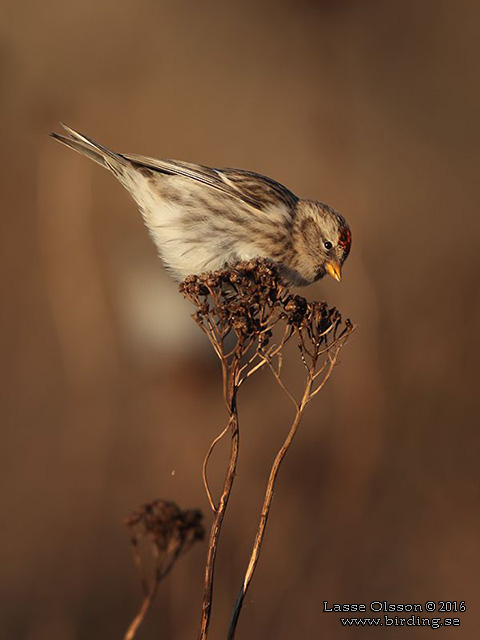 BRUNSISKA / LESSER REDPOLL (Acanthis cabaret) - stor bild / full size