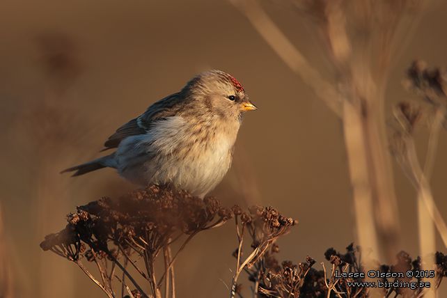 BRUNSISKA / LESSER REDPOLL (Acanthis cabaret) - stor bild / full size