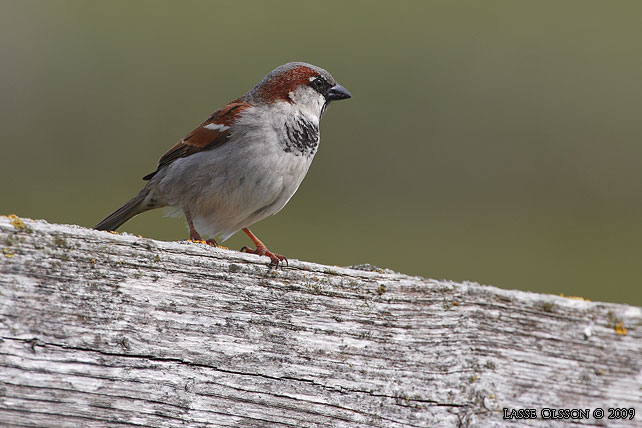 GRSPARV / HOUSE SPARROW (Passer domesticus) - stor bild / full size