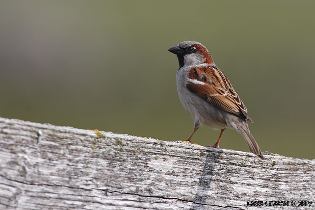 GRSPARV / HOUSE SPARROW (Passer domesticus) - stor bild / full size