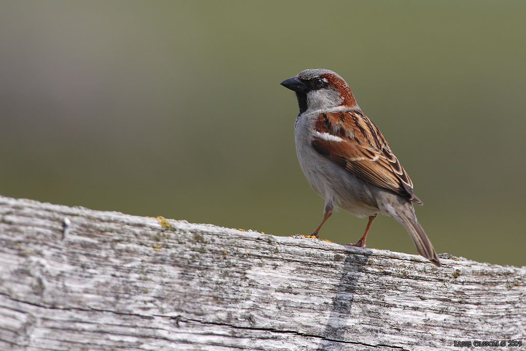 GRSPARV / HOUSE SPARROW (Passer domesticus) - Stng / Close