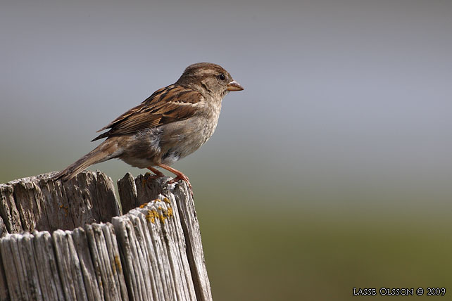 GRSPARV / HOUSE SPARROW (Passer domesticus) - stor bild / full size