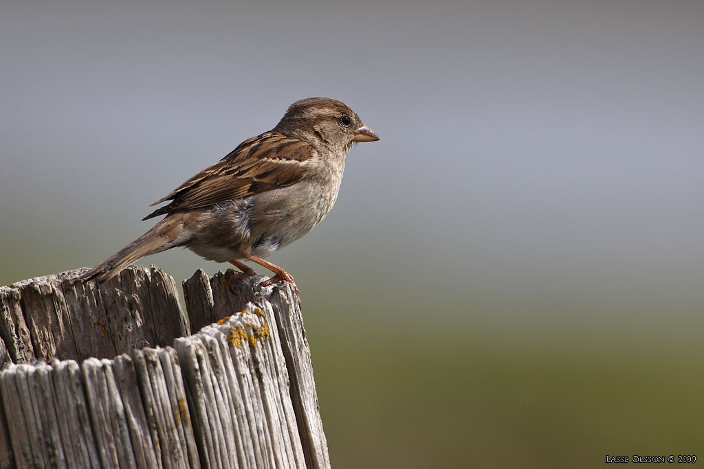 GRSPARV / HOUSE SPARROW (Passer domesticus) - Stng / Close