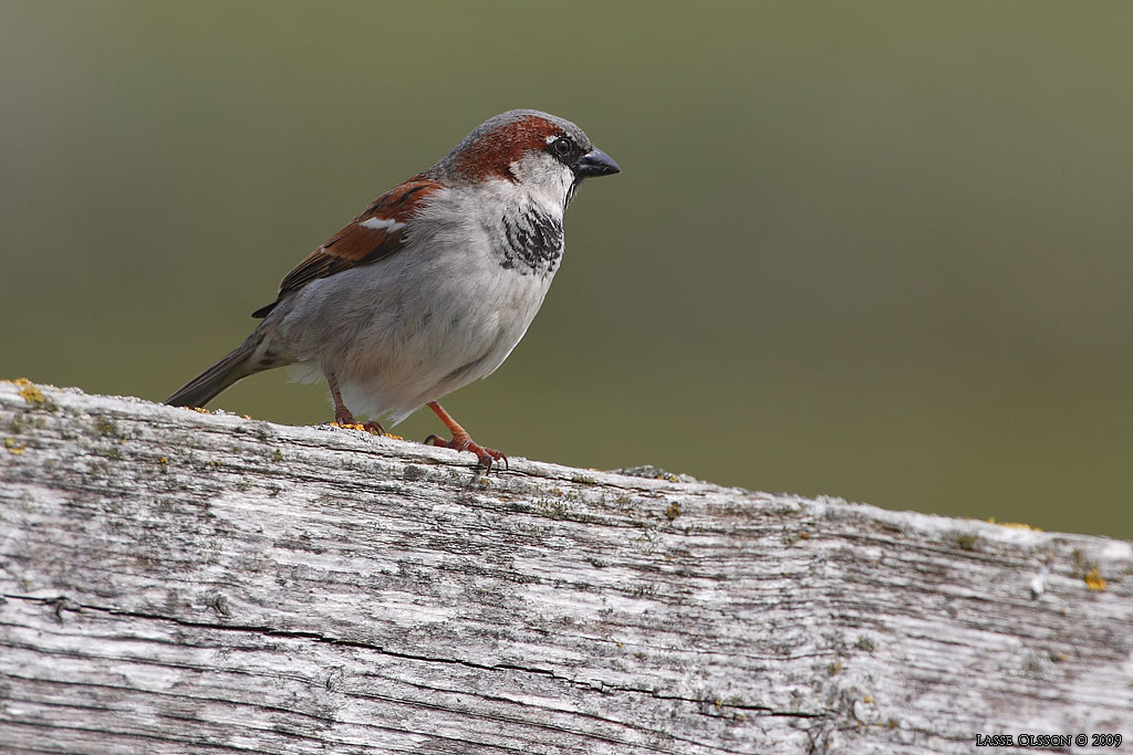 GRSPARV / HOUSE SPARROW (Passer domesticus) - Stng / Close