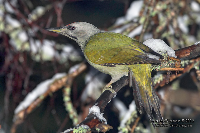 GRÅSPETT / GREY-HEADED WOODPECKER (Picus canus) - stor bild / full size