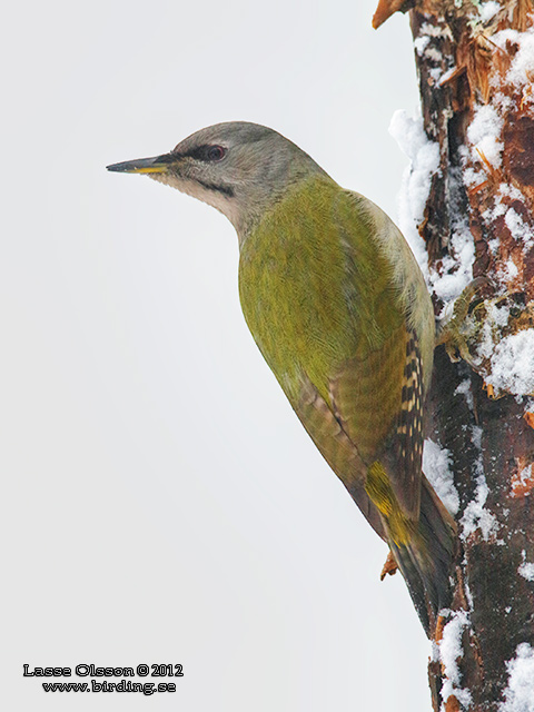 GRÅSPETT / GREY-HEADED WOODPECKER (Picus canus) - stor bild / full size