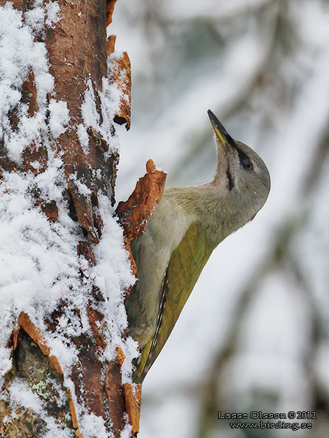 GRÅSPETT / GREY-HEADED WOODPECKER (Picus canus) - stor bild / full size