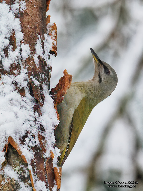 GRSPETT / GREY-HEADED WOODPECKER (Picus canus) - Stng / Close