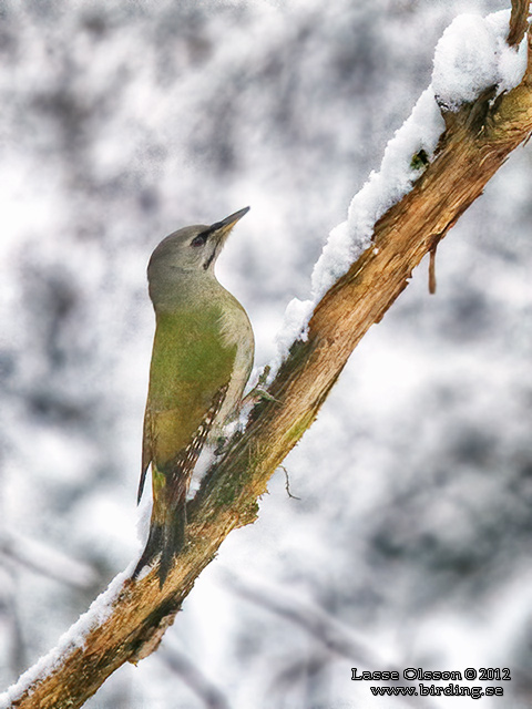 GRÅSPETT / GREY-HEADED WOODPECKER (Picus canus) - stor bild / full size