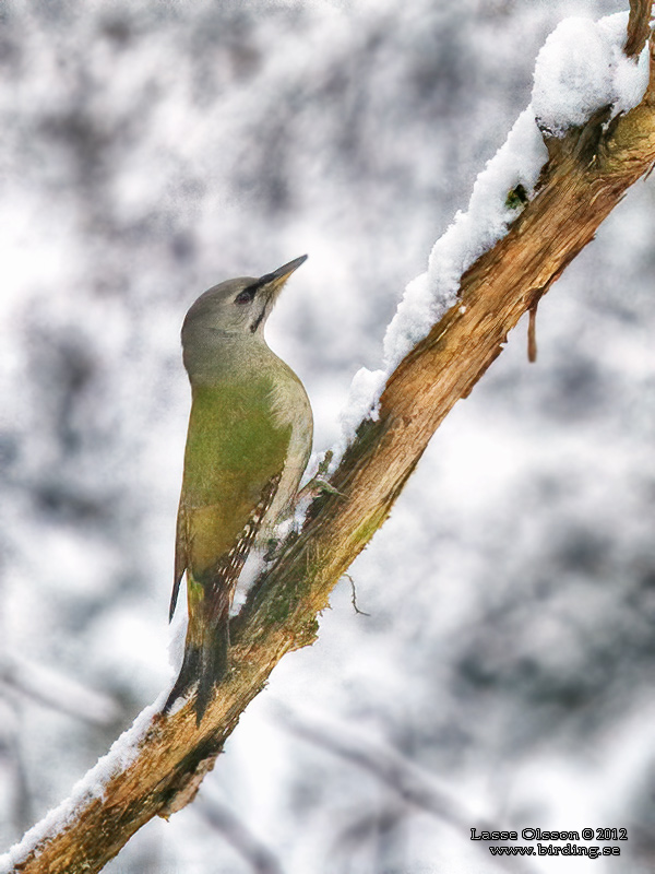 GRSPETT / GREY-HEADED WOODPECKER (Picus canus) - Stng / Close