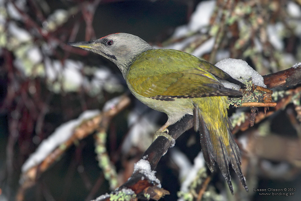 GRSPETT / GREY-HEADED WOODPECKER (Picus canus) - Stng / Close