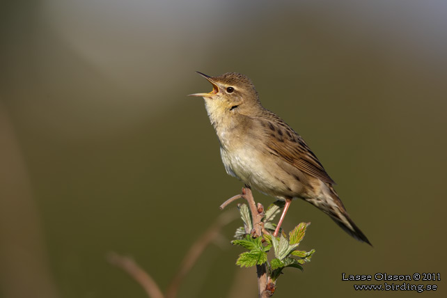 GRÄSHOPPSÅNGARE / COMMON GRASSHOPPER WARBLER (Locustella naevia) - stor bild / full size