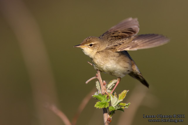 GRÄSHOPPSÅNGARE / COMMON GRASSHOPPER WARBLER (Locustella naevia) - stor bild / full size