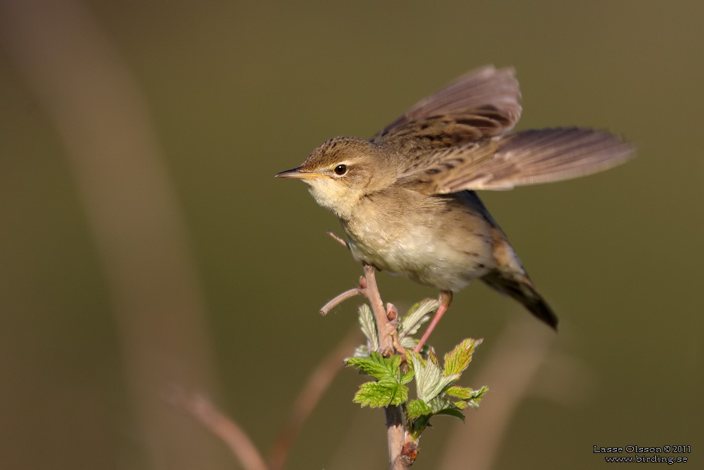 GRÄSHOPPSÅNGARE / COMMON GRASSHOPPER WARBLER (Locustella naevia) - Stäng / Close