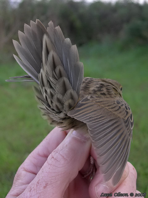 GRSHOPPSNGARE / COMMON GRASSHOPPER WARBLER (Locustella naevia)