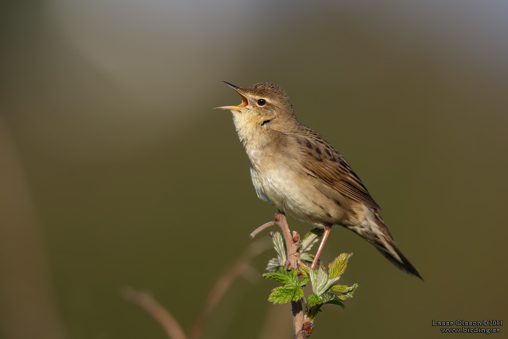 GRÄSHOPPSÅNGARE / COMMON GRASSHOPPER WARBLER (Locustella naevia) - Stäng / Close