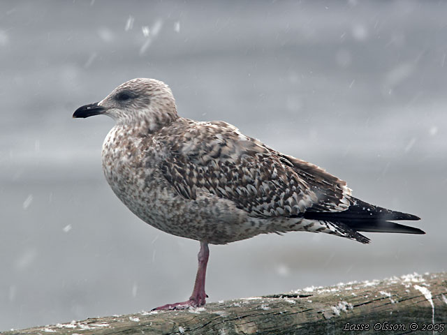 GRTRUT / EUROPEAN HERRING GULL (Larus argentatus) - 2y