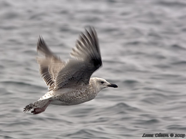 GRTRUT / EUROPEAN HERRING GULL (Larus argentatus)