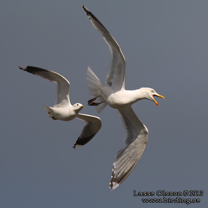 GRÅTRUT / EUROPEAN HERRING GULL (Larus argentatus) - stor bild / full size