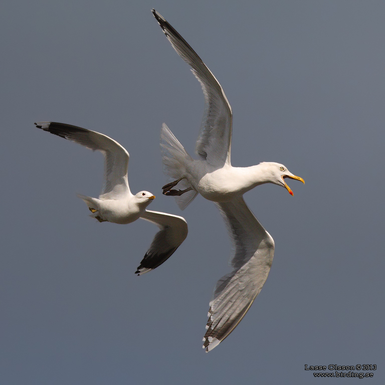 GRTRUT / EUROPEAN HERRING GULL (Larus argentatus)) - Stng / Close