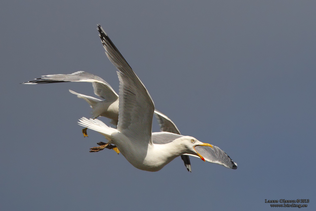 GRTRUT / EUROPEAN HERRING GULL (Larus argentatus)) - Stng / Close