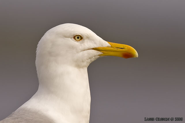 GRTRUT / EUROPEAN HERRING GULL (Larus argentatus) - stor bild / full size