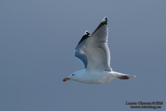 GRÅTRUT / EUROPEAN HERRING GULL (Larus argentatus) - stor bild / full size