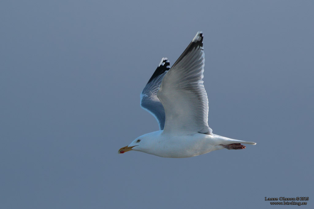 GRTRUT / EUROPEAN HERRING GULL (Larus argentatus)) - Stng / Close