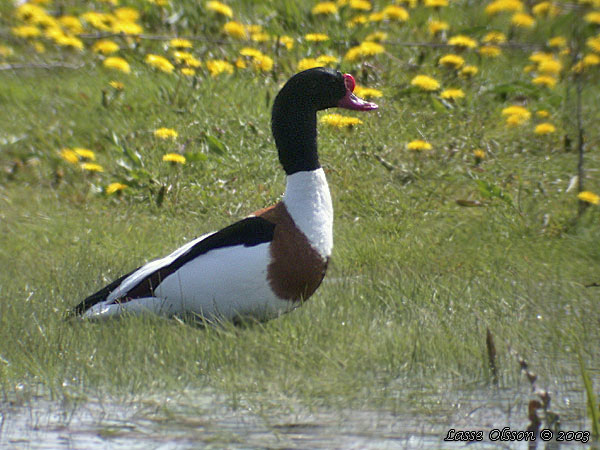 GRAVAND / COMMON COMMON SHELDUCK (Tadorna tadorna)