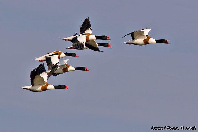 GRAVAND / COMMON COMMON SHELDUCK (Tadorna tadorna) - stor bild / full size