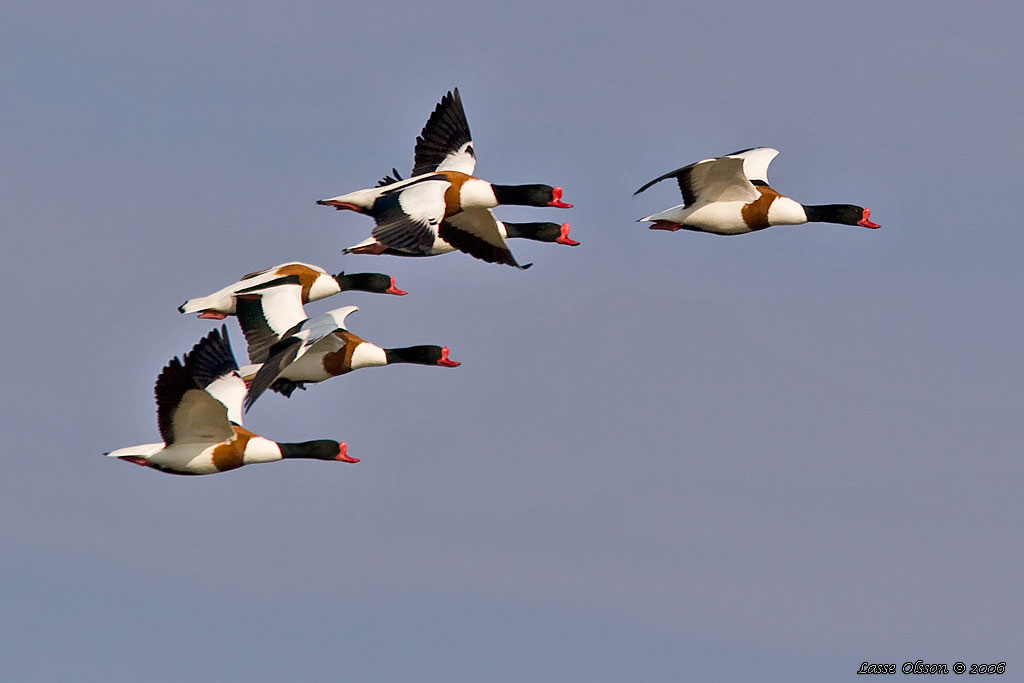 GRAVAND / COMMON COMMON SHELDUCK (Tadorna tadorna) - Stng / Close