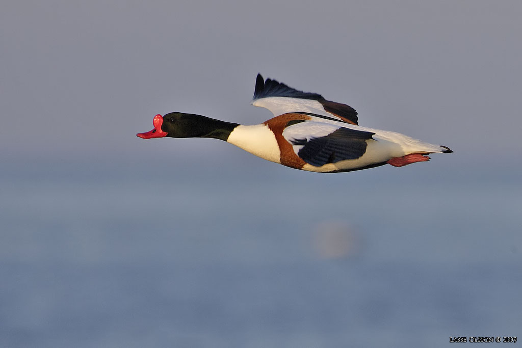 GRAVAND / COMMON COMMON SHELDUCK (Tadorna tadorna) - Stng / Close