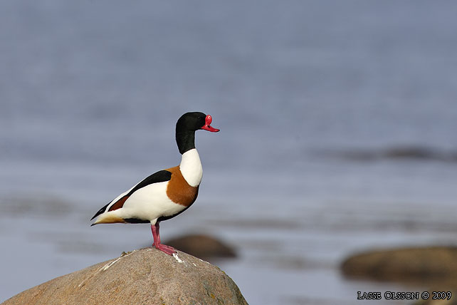 GRAVAND / COMMON COMMON SHELDUCK (Tadorna tadorna) - stor bild / full size