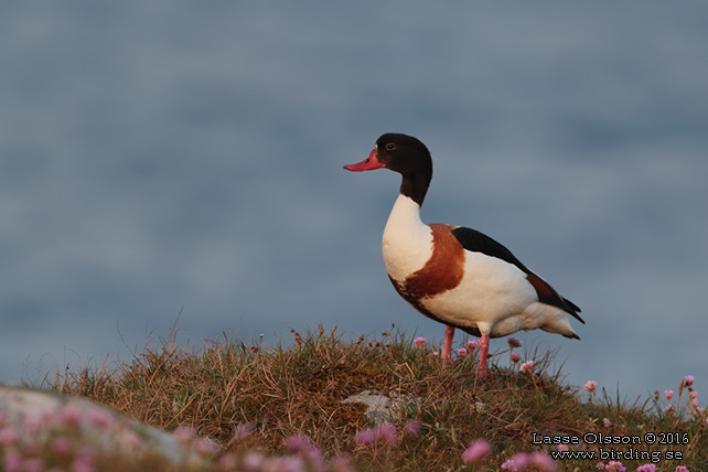 GRAVAND / COMMON COMMON SHELDUCK (Tadorna tadorna) - stor bild / full size