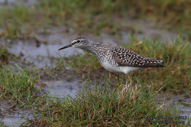 GRÖNBENA / WOOD SANDPIPER (Tringa glareola) - stor bild / full size