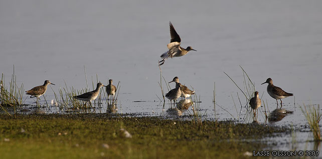 GRNBENA / WOOD SANDPIPER (Tringa glareola) - stor bild / full size