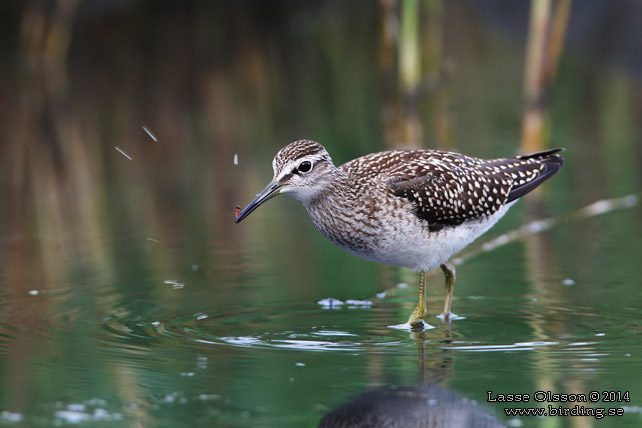 GRÖNBENA / WOOD SANDPIPER (Tringa glareola) - stor bild / full size