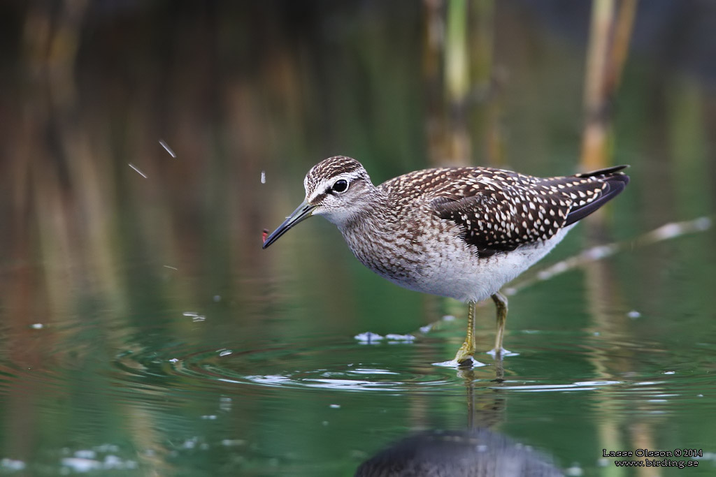 GRNBENA / WOOD SANDPIPER (Tringa glareola) - Stng / Close