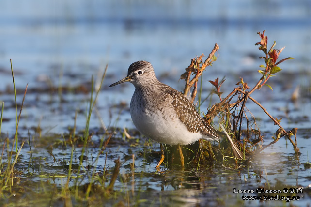 GRÖNBENA / WOOD SANDPIPER (Tringa glareola) - stor bild / full size