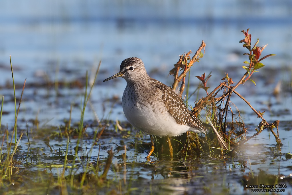 GRNBENA / WOOD SANDPIPER (Tringa glareola) - Stng / Close