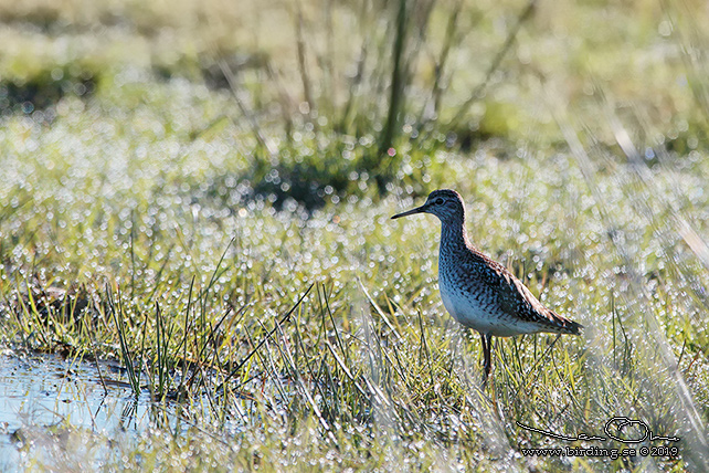 GRÖNBENA / WOOD SANDPIPER (Tringa glareola) - stor bild / full size