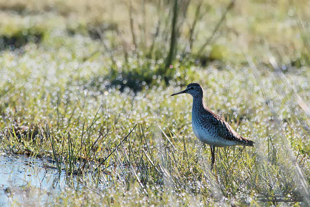 GRNBENA / WOOD SANDPIPER (Tringa glareola) - Stng / Close