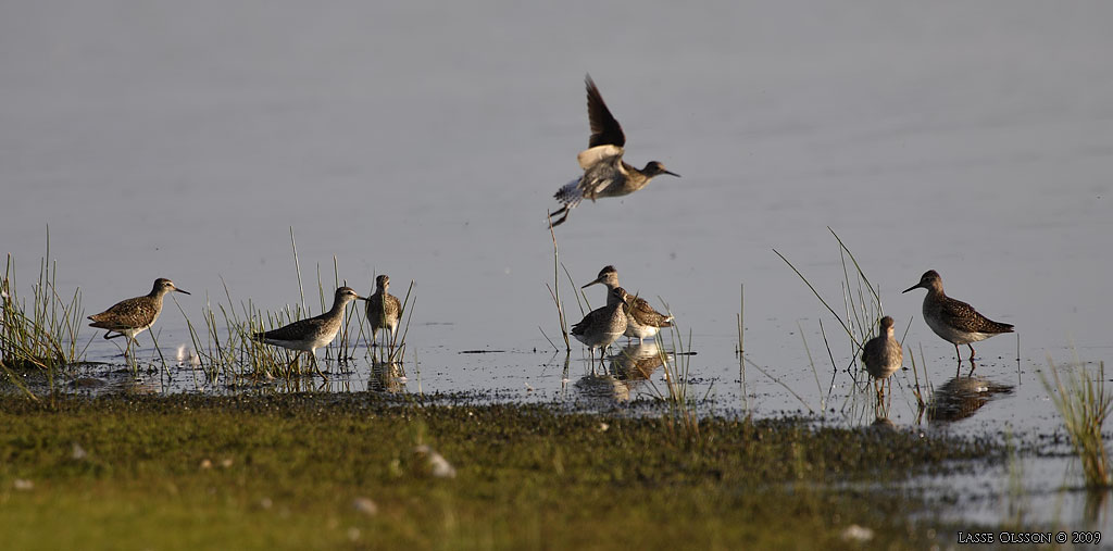 GRNBENA / WOOD SANDPIPER (Tringa glareola) - Stng / Close