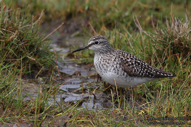 GRÖNBENA / WOOD SANDPIPER (Tringa glareola) - stor bild / full size