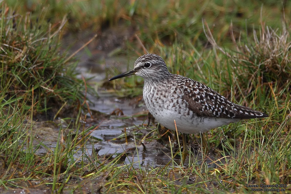 GRNBENA / WOOD SANDPIPER (Tringa glareola) - Stng / Close