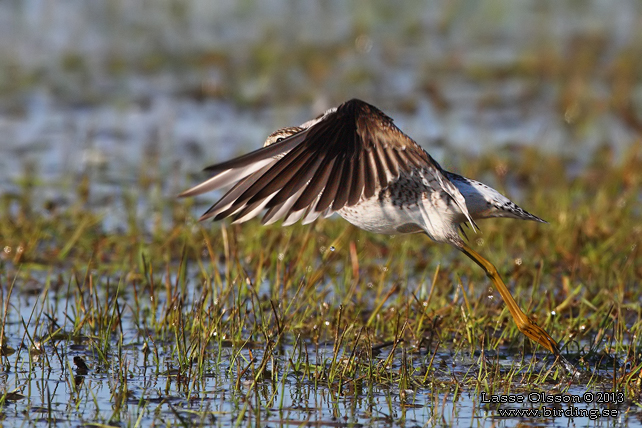 GRÖNBENA / WOOD SANDPIPER (Tringa glareola) - stor bild / full size