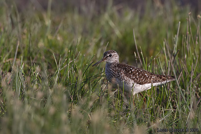 GRNBENA / WOOD SANDPIPER (Tringa glareola) - stor bild / full size