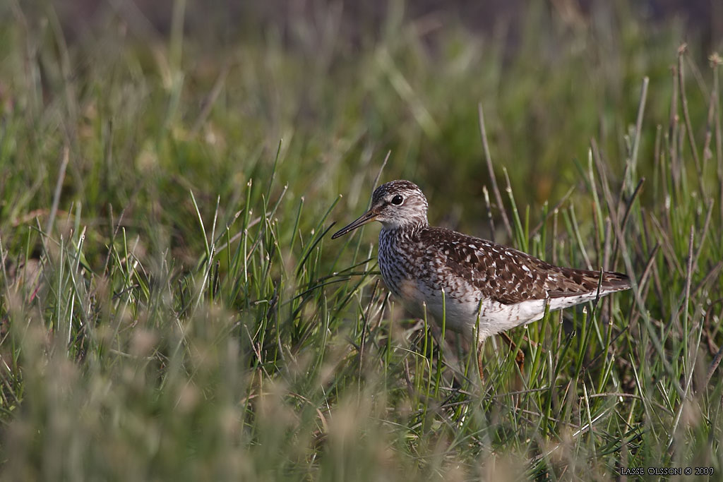 GRNBENA / WOOD SANDPIPER (Tringa glareola) - Stng / Close