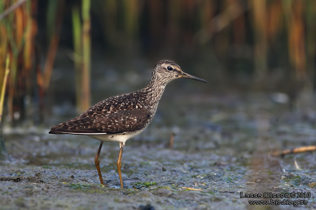 GRÖNBENA / WOOD SANDPIPER (Tringa glareola) - stor bild / full size