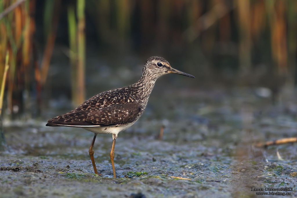 GRNBENA / WOOD SANDPIPER (Tringa glareola) - Stng / Close